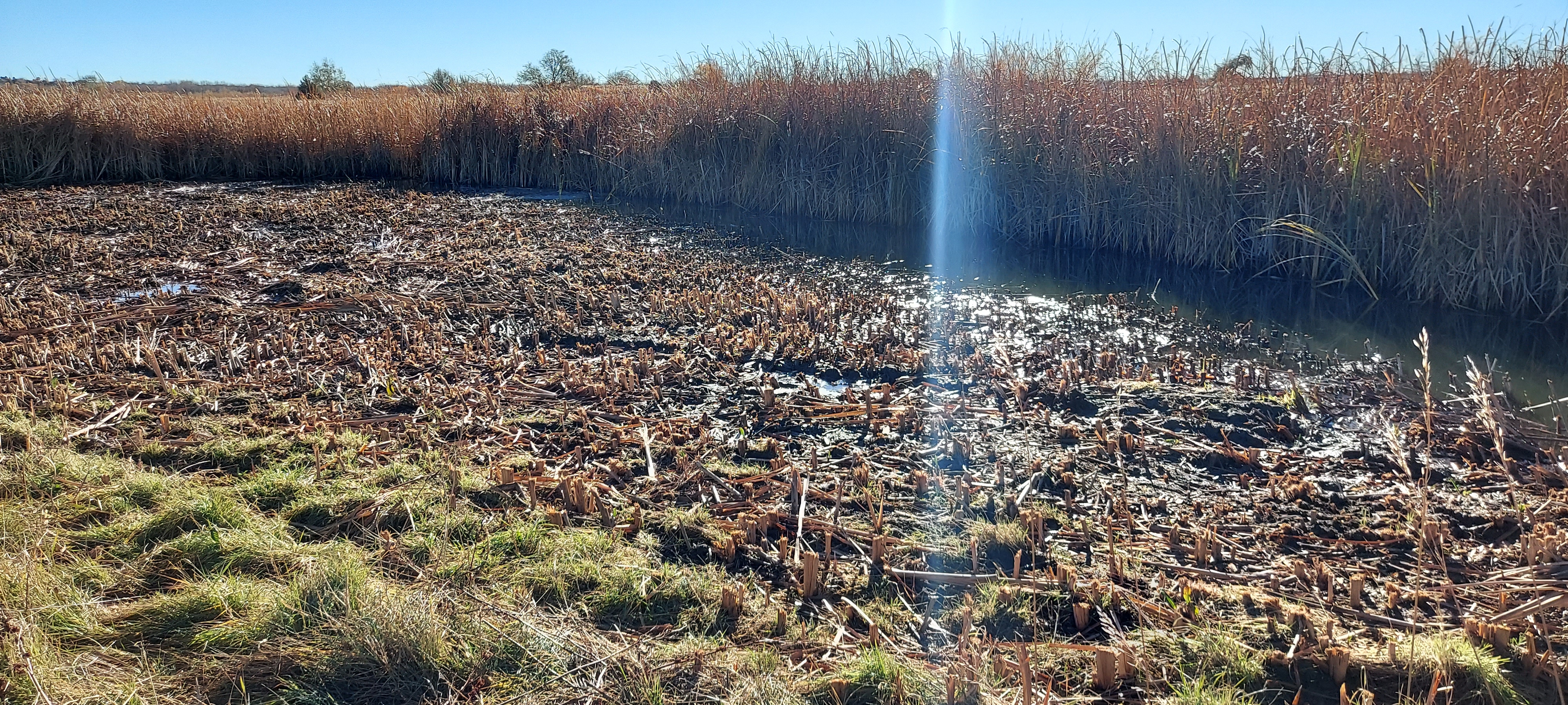 Wetland Harvesting