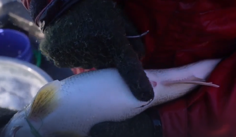 Walleye 2