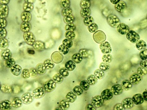 cyanophyta